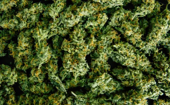 w-hemp-img-hemp-1-opt.jpg w-hemp-img-hemp-1-opt.jpg